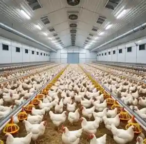 poultry dpr project report